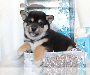 Shiba Inu Puppy for sale in SHILOH, OH, USA