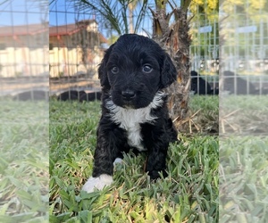 Bernedoodle Puppy for sale in WOODLAND HILLS, CA, USA