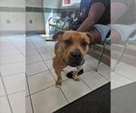 Small American Pit Bull Terrier