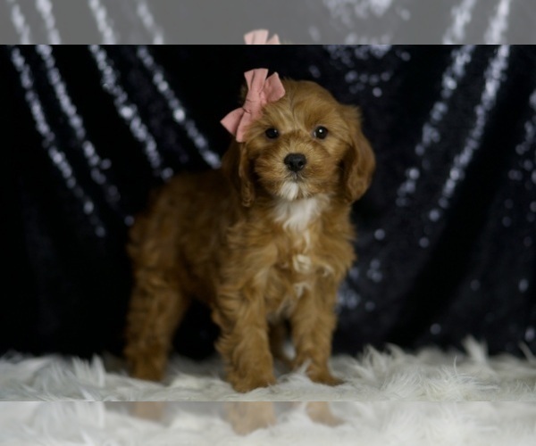 Medium Photo #4 Cavapoo Puppy For Sale in WARSAW, IN, USA