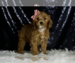 Small #3 Cavapoo