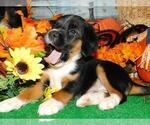 Small Photo #4 Raggle Puppy For Sale in HAMMOND, IN, USA