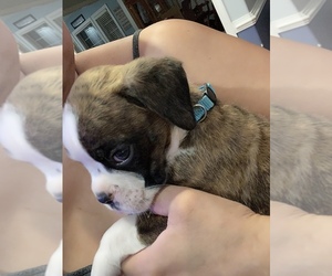 Boxer Puppy for sale in JEFFERSONTON, VA, USA