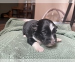 Small Photo #11 Australian Shepherd Puppy For Sale in YADKINVILLE, NC, USA