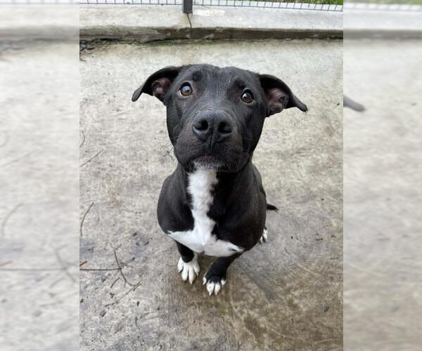 Medium Photo #2 American Staffordshire Terrier Puppy For Sale in Lodi, CA, USA