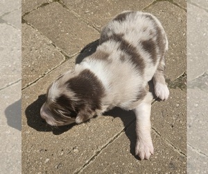 Australian Shepherd Puppy for sale in NELSON, VA, USA