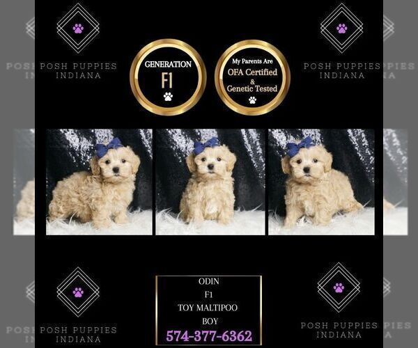 Medium Photo #75 Maltipoo Puppy For Sale in WARSAW, IN, USA