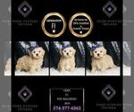 Small Photo #75 Maltipoo Puppy For Sale in WARSAW, IN, USA