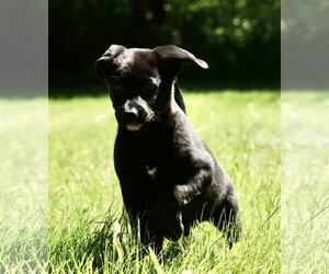 Shepradors Dogs for adoption in Mechanicsburg, PA, USA