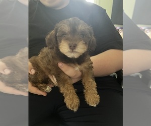 YorkiePoo Puppy for sale in NEW BRITAIN, CT, USA
