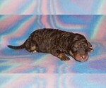 Small #3 Labradoodle