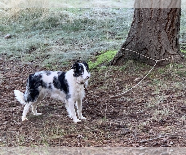 Medium Photo #106 Border Collie Puppy For Sale in MOSIER, OR, USA