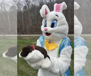 Labrador Retriever Puppy for sale in NEOLA, WV, USA