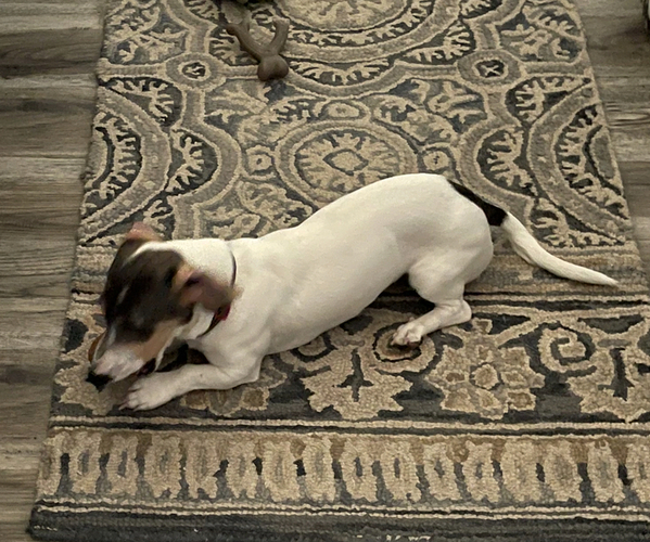 Medium Photo #1 Dachshund Puppy For Sale in WACO, TX, USA