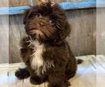 Small Morkie-Yorkshire Terrier Mix