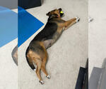 Small #5 Shepradors