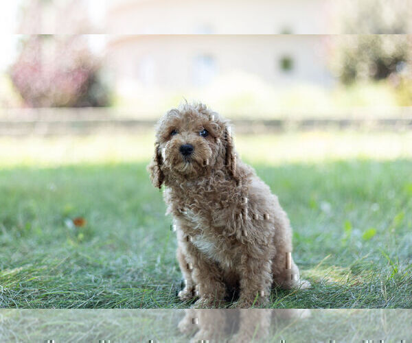 Medium Photo #7 Poodle (Toy) Puppy For Sale in WARSAW, IN, USA