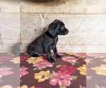 Small #25 Labrador Retriever