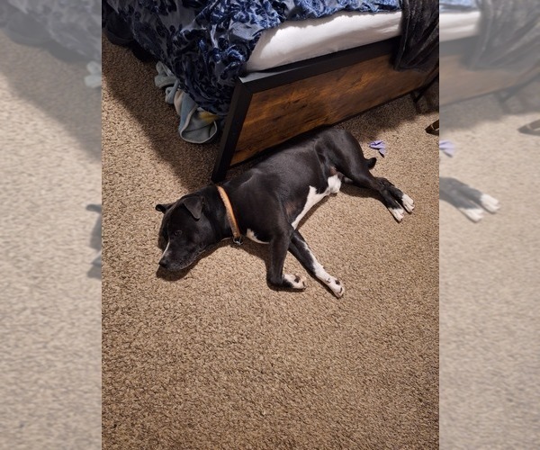 Medium Photo #1 Labrador Retriever-Siberian Husky Mix Puppy For Sale in WHEAT RIDGE, CO, USA