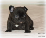 Small #5 French Bulldog