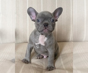 French Bulldog Puppy for sale in WEATHERFORD, TX, USA