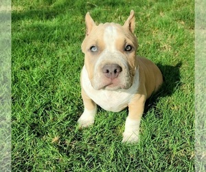 American Bully Puppy for sale in ROYSE CITY, TX, USA