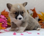 Small #2 Pembroke Welsh Corgi