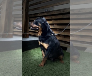 Rottweiler Dog for Adoption in PORTLAND, Oregon USA
