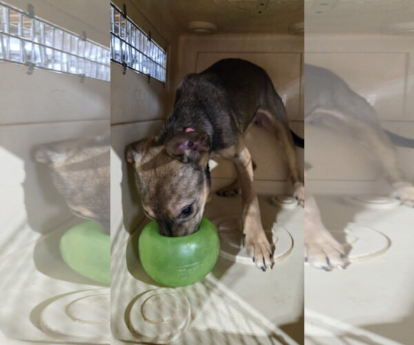 Medium Photo #4 German Shepherd Dog-Unknown Mix Puppy For Sale in Centreville, VA, USA