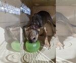 Small #3 German Shepherd Dog Mix