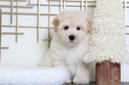 Small Maltipoo