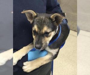 German Shepherd Dog-Unknown Mix Dogs for adoption in Riverside, CA, USA