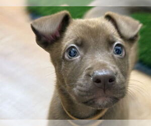 Labrador Retriever Dogs for adoption in Redwood City, CA, USA