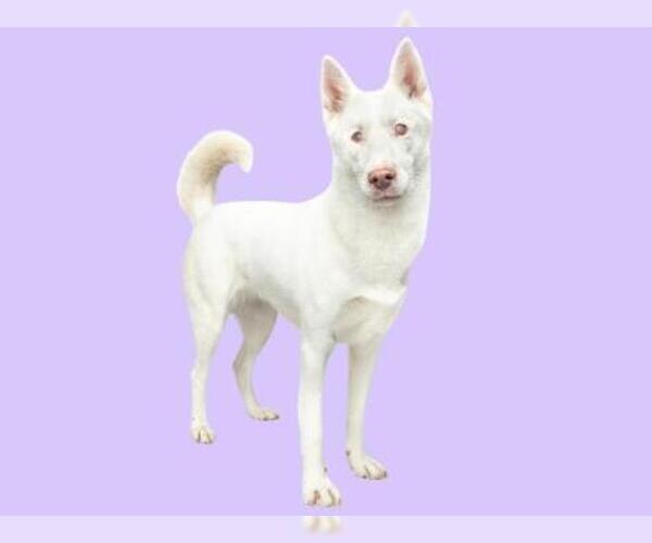 Medium Photo #1 Siberian Husky-Unknown Mix Puppy For Sale in Santa Cruz, CA, USA