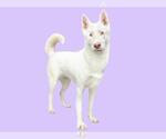 Small Siberian Husky Mix