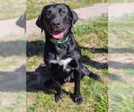 Small Labrador Retriever Mix