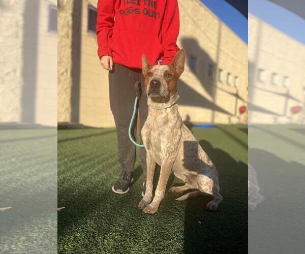 Medium Photo #9 Mutt Puppy For Sale in Rockwall, TX, USA