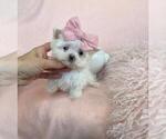 Small #11 Maltese