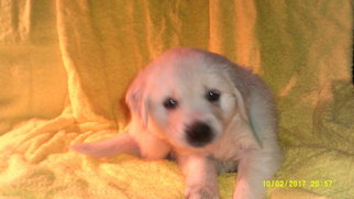 Golden Retriever Puppy for sale in ENFIELD, CT, USA