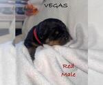 Puppy Red Rottweiler