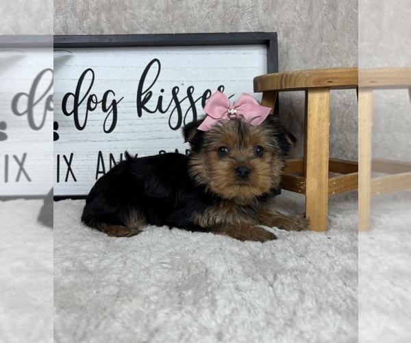 Medium Photo #5 Yorkshire Terrier Puppy For Sale in FRANKLIN, IN, USA