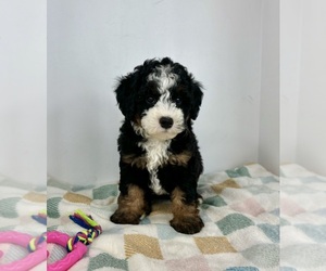 Miniature Bernedoodle Puppy for sale in FRANKLIN, IN, USA