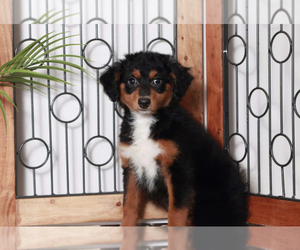 Aussiedoodle Dog for Adoption in NAPLES, Florida USA