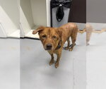 Small Golden Retriever