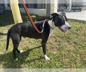 American Pit Bull Terrier-Unknown Mix Dogs for adoption in Ocala, FL, USA