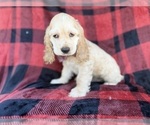 Small #6 Cocker Spaniel