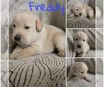 Puppy Fred Labradoodle