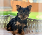 Small #14 Yorkshire Terrier