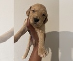 Small #7 Goldendoodle