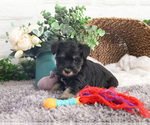Small #26 Schnauzer (Miniature)